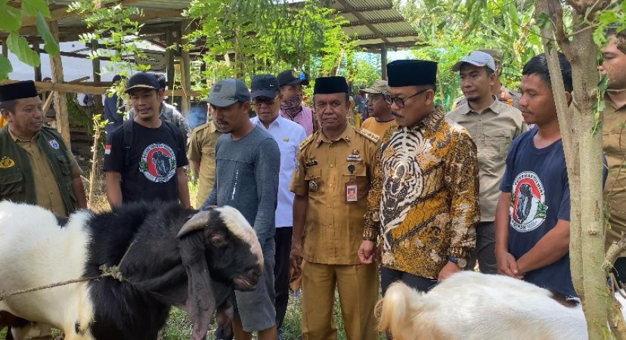 Suhardi Duka Tinjau Bantuan Bibit Ternak Kambing di Polewali Mandar