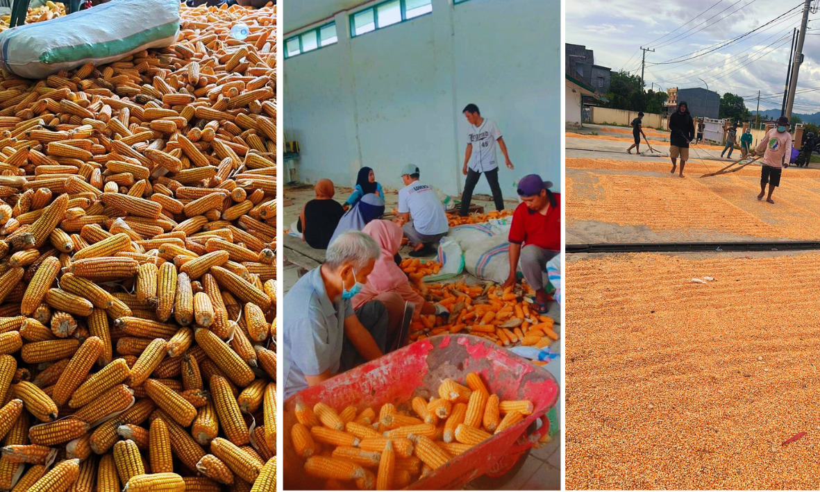 Sulbar Genjot Produksi Benih Jagung Komposit untuk Swasembada Jagung